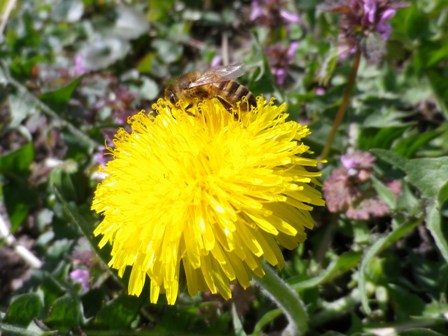 Maj - Ett bi som äter och samtidigt pollinerar det mycket näringsrika pollenet som har ett högt biologiskt värde  - Ockelbo Bi