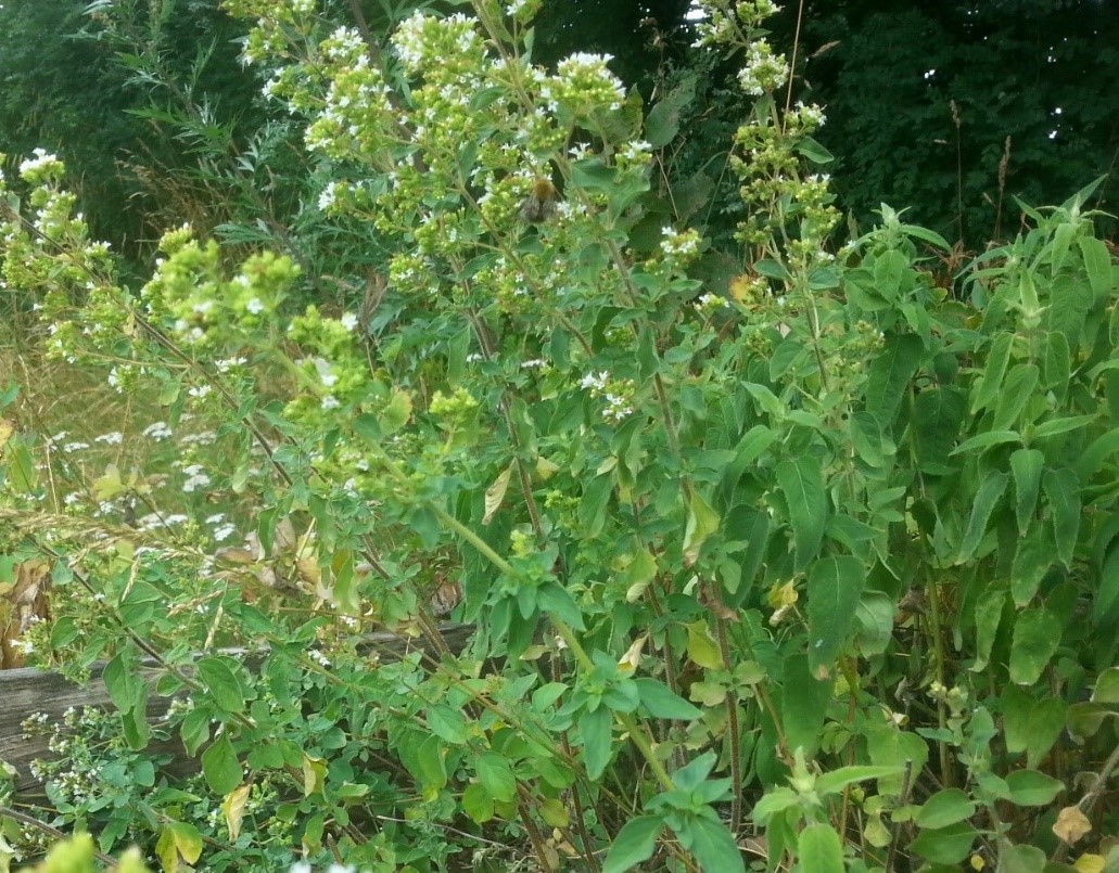 Augusti - Oregano (kungsmynta) blommar juli – september och ger mycket nektar och lite pollen - Ockelbo Bi